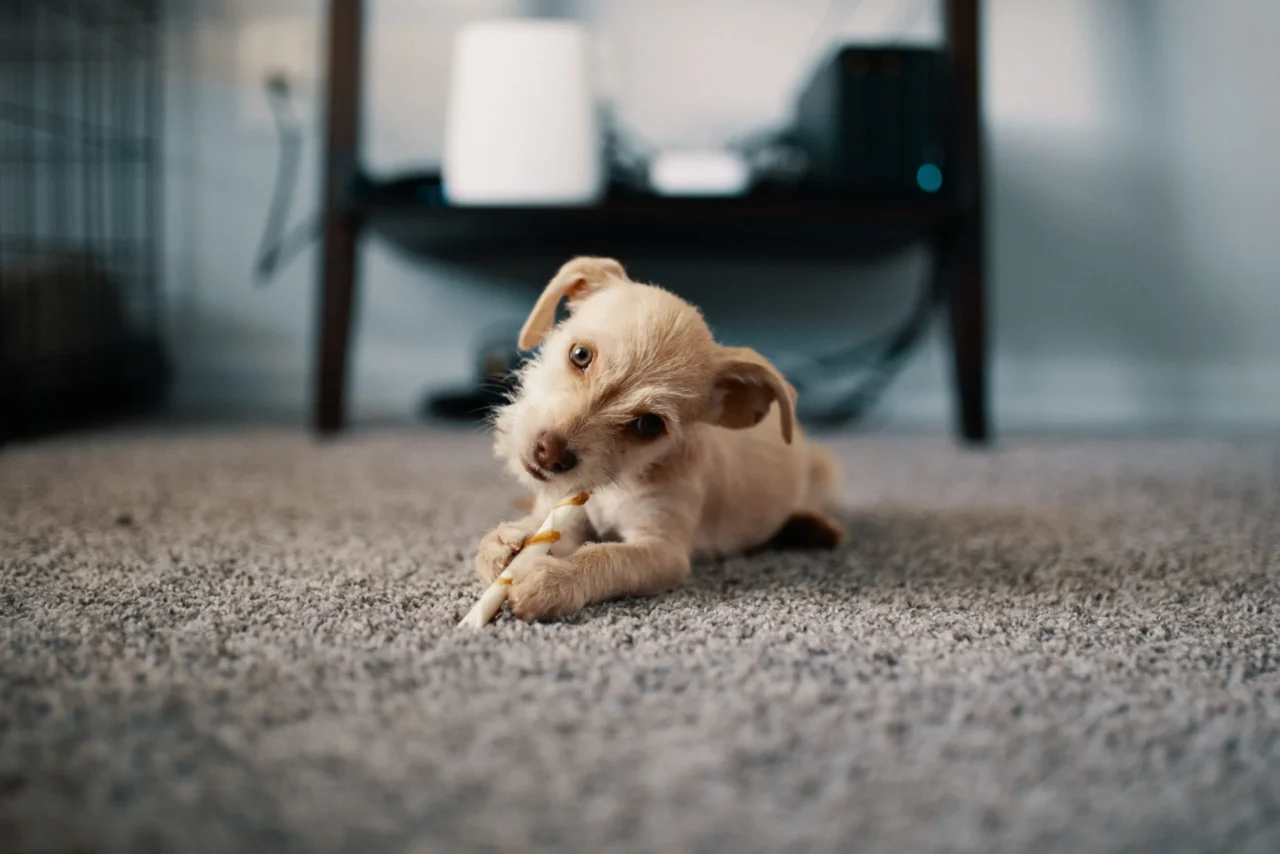 brown dog laying on clean carpet